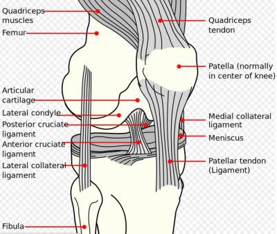 acl knee injury - wiki pic at http://en.wikipedia.org/w/index.php?title=File:Knee_diagram.svg