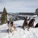 dog-friendly-carnelian-bay-ski-lease-150x150