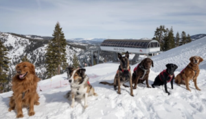 dog-friendly-carnelian-bay-ski-lease